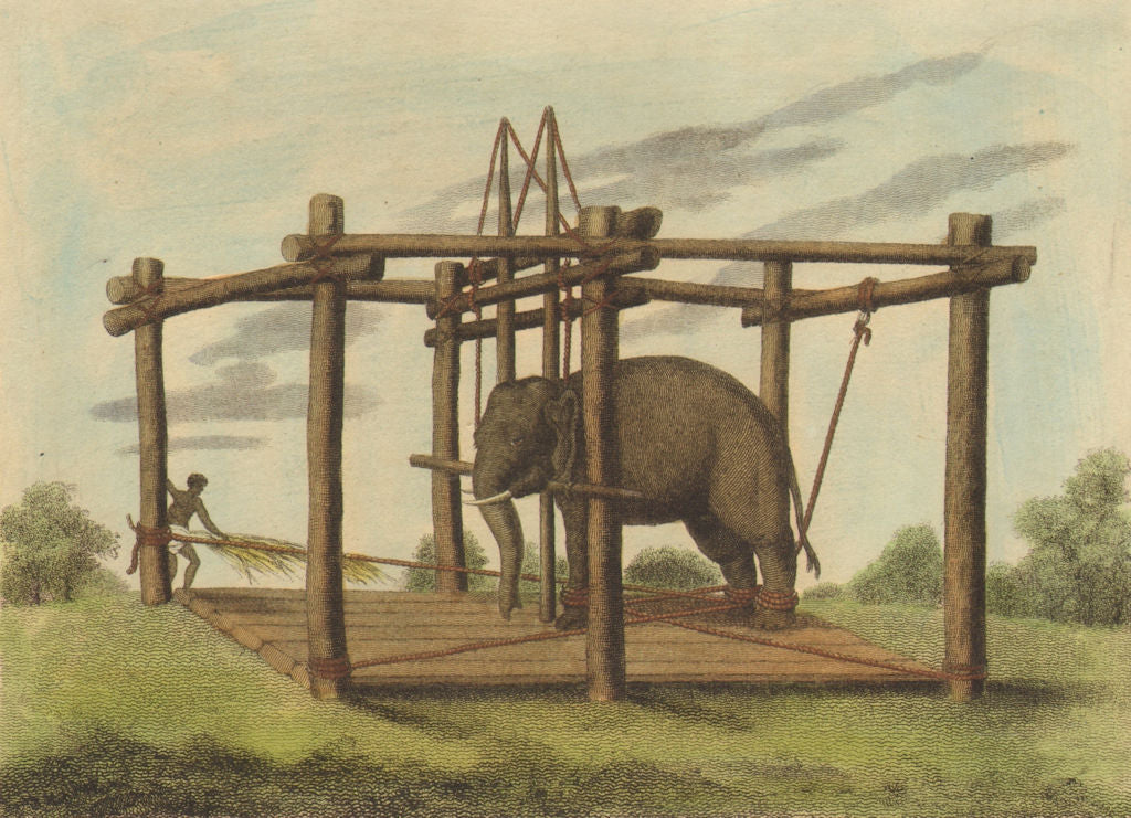 INDIA. Hindu method taming Elephants. Ligatures. Mohout (Edward Orme)  1814